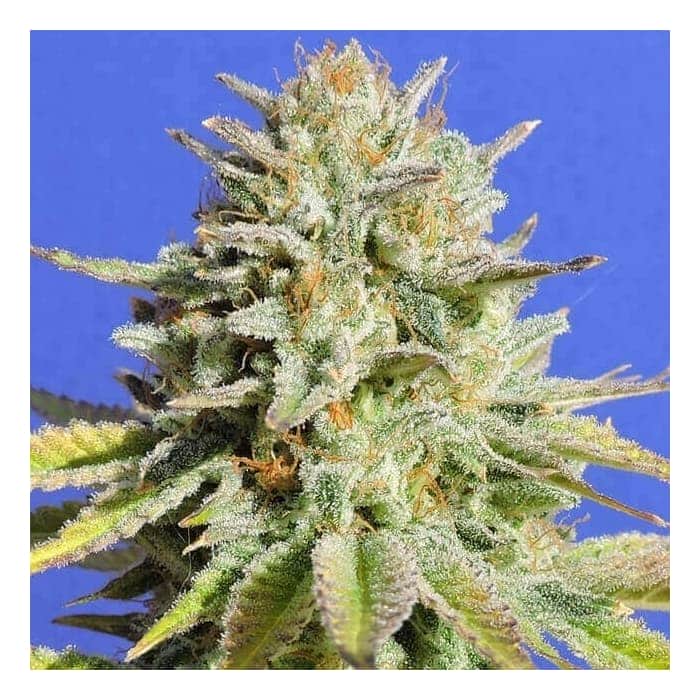 GORILLA GLUE 4 (Original Sensible Seeds)