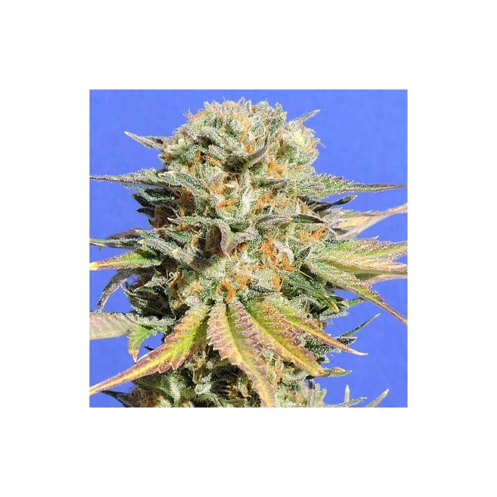 BRUCE BANNER 3 (Original Sensible Seeds)