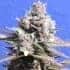 GELATO (Original Sensible Seeds)