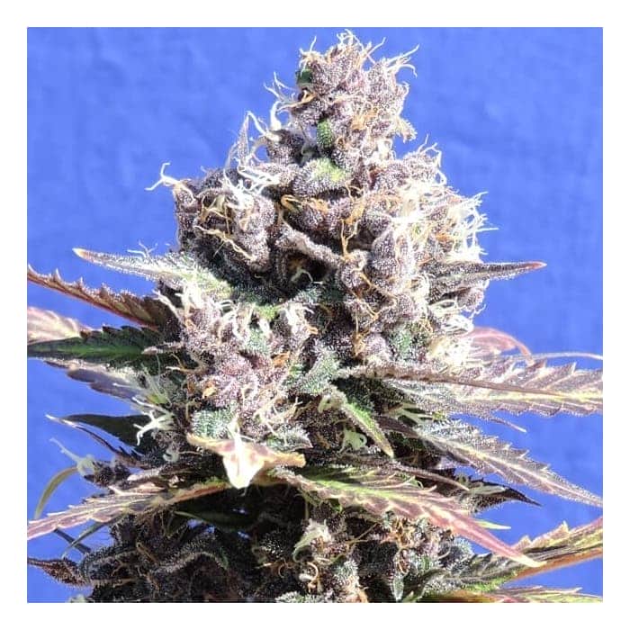 GELATO (Original Sensible Seeds)