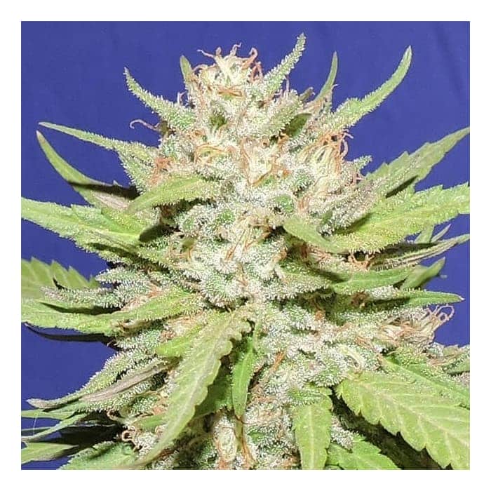 WEDDING CAKE (Original Sensible Seeds)