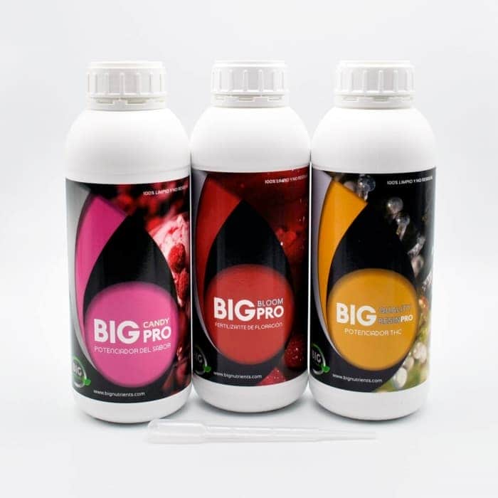 KIT + SABOR (Big Organic)