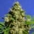 BANANA SHERBET (Original Sensible Seeds)