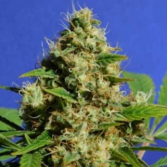 BANANA SHERBET (Original Sensible Seeds)