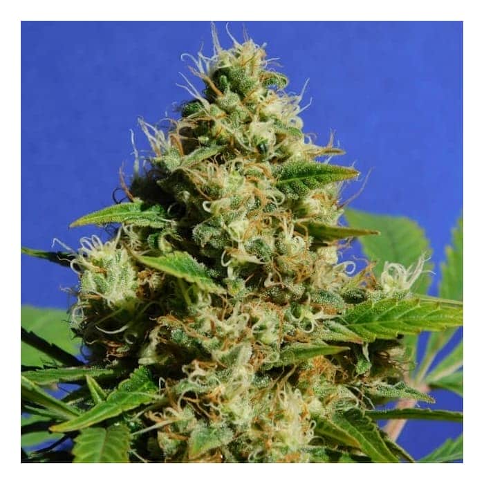 BANANA SHERBET (Original Sensible Seeds)