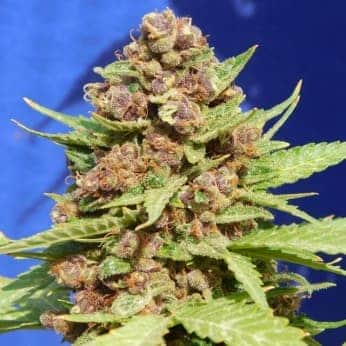 PURPLE PUNCH COOKIES (Original Sensible Seeds)