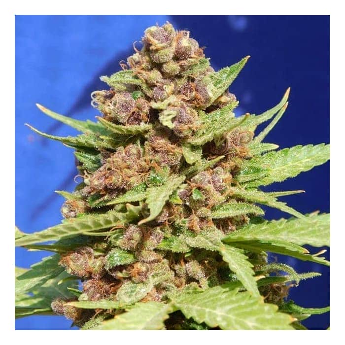 PURPLE PUNCH COOKIES (Original Sensible Seeds)