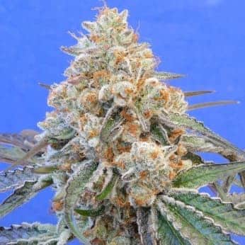 DO SI DOS (Original Sensible Seeds)