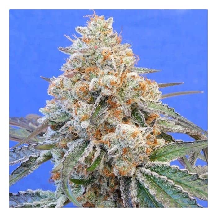 DO SI DOS (Original Sensible Seeds)