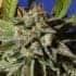 BRUCE COOKIES (Original Sensible Seeds)