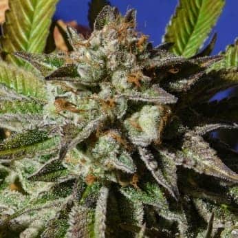 BRUCE COOKIES (Original Sensible Seeds)