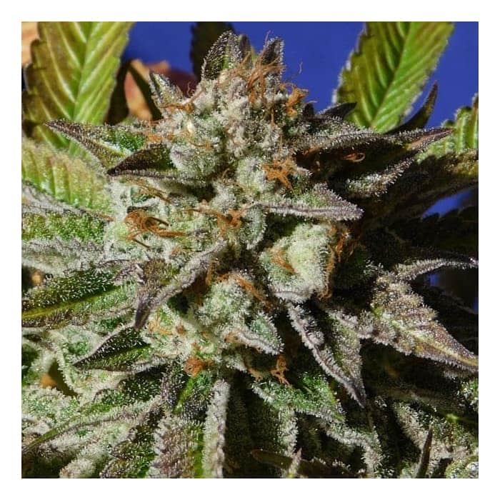 BRUCE COOKIES (Original Sensible Seeds)