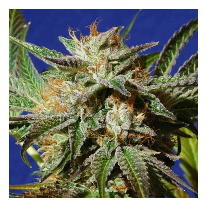 GORILLA COOKIES (Original Sensible Seeds)