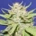 WEDDING COOKIES (Original Sensible Seeds)