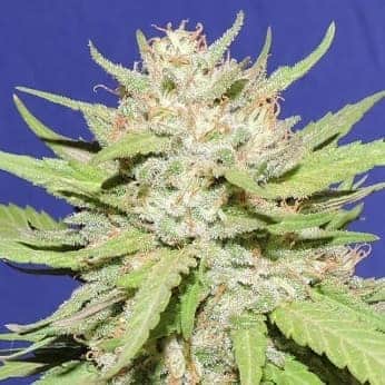WEDDING COOKIES (Original Sensible Seeds)