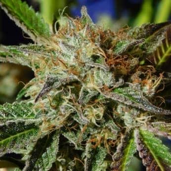 AUTO GHOST COOKIES (Original Sensible Seeds)