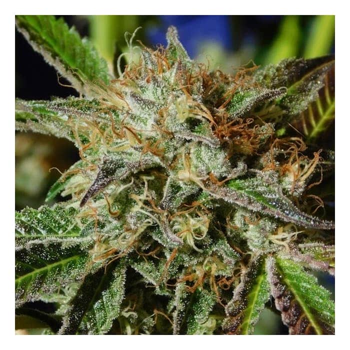 AUTO GHOST COOKIES (Original Sensible Seeds)