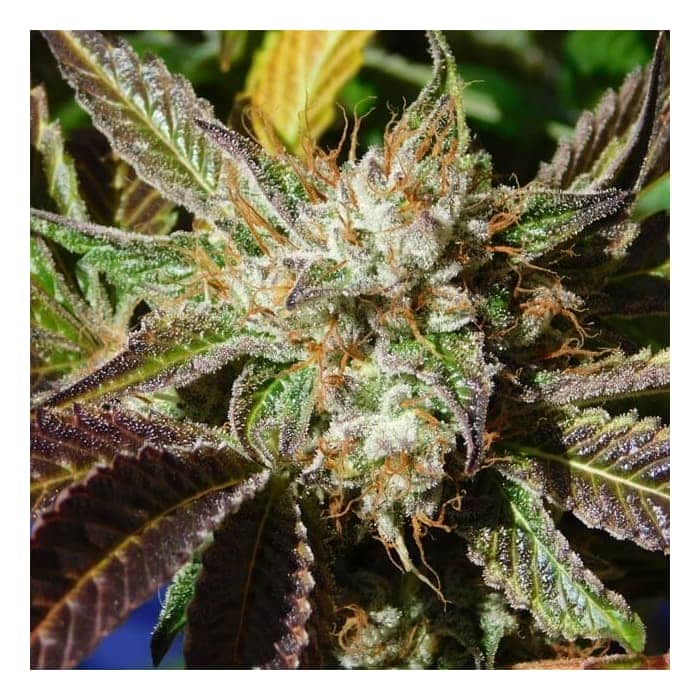 AUTO DO SI DOS (Original Sensible Seeds)