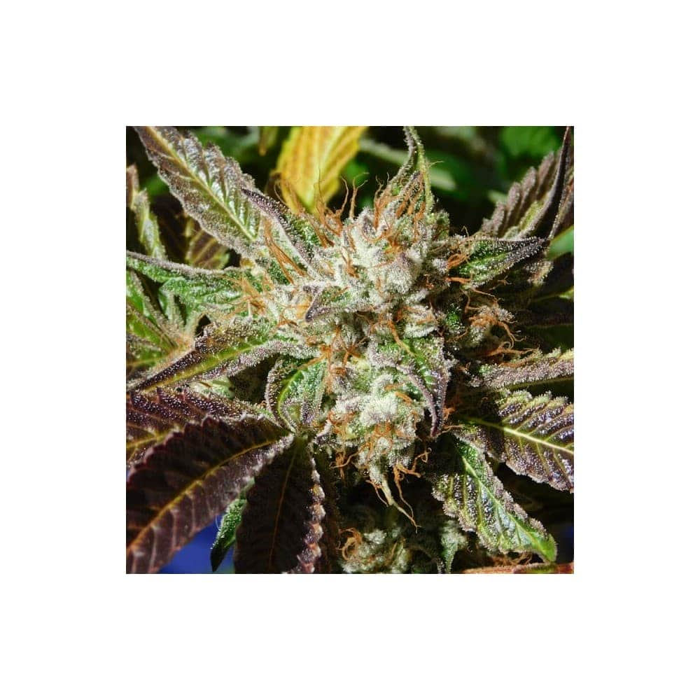 AUTO DO SI DOS (Original Sensible Seeds)