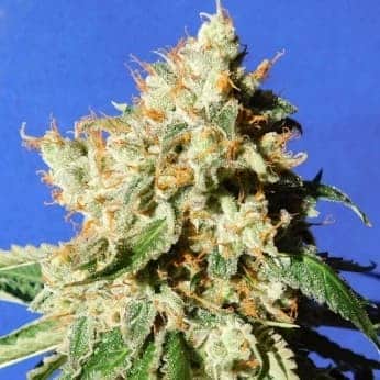 AUTO BLUEBERRY COOKIES (Original Sensible Seeds)