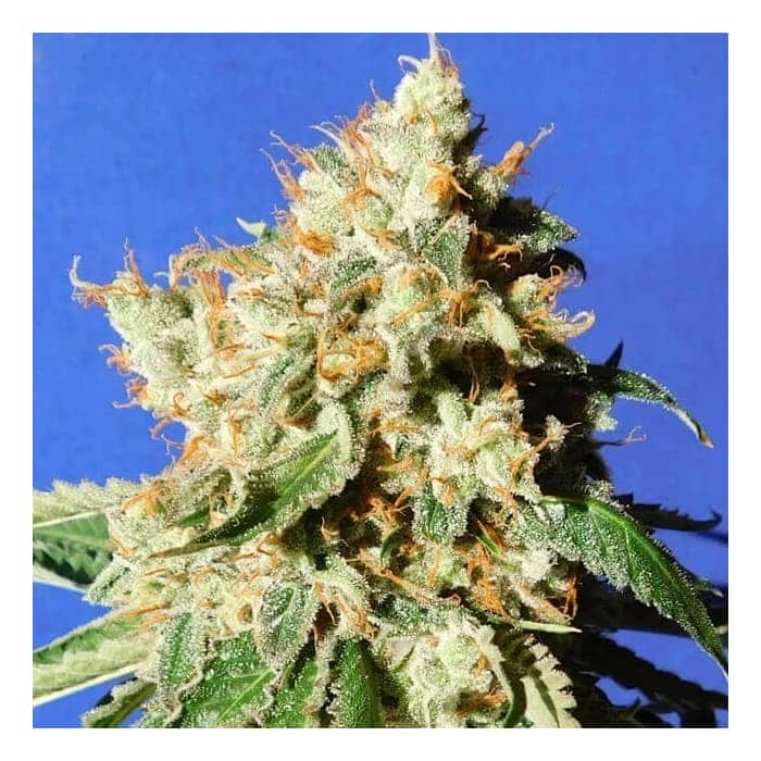 AUTO BLUEBERRY COOKIES (Original Sensible Seeds)