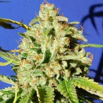 AUTO ORANGE DIESEL (Original Sensible Seeds)