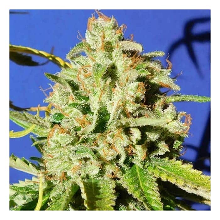 AUTO ORANGE DIESEL (Original Sensible Seeds)
