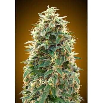 AUTO 00 CHEESE (00 Seeds)
