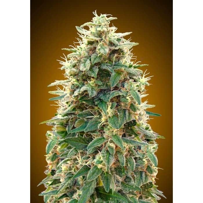 AUTO 00 CHEESE (00 Seeds)