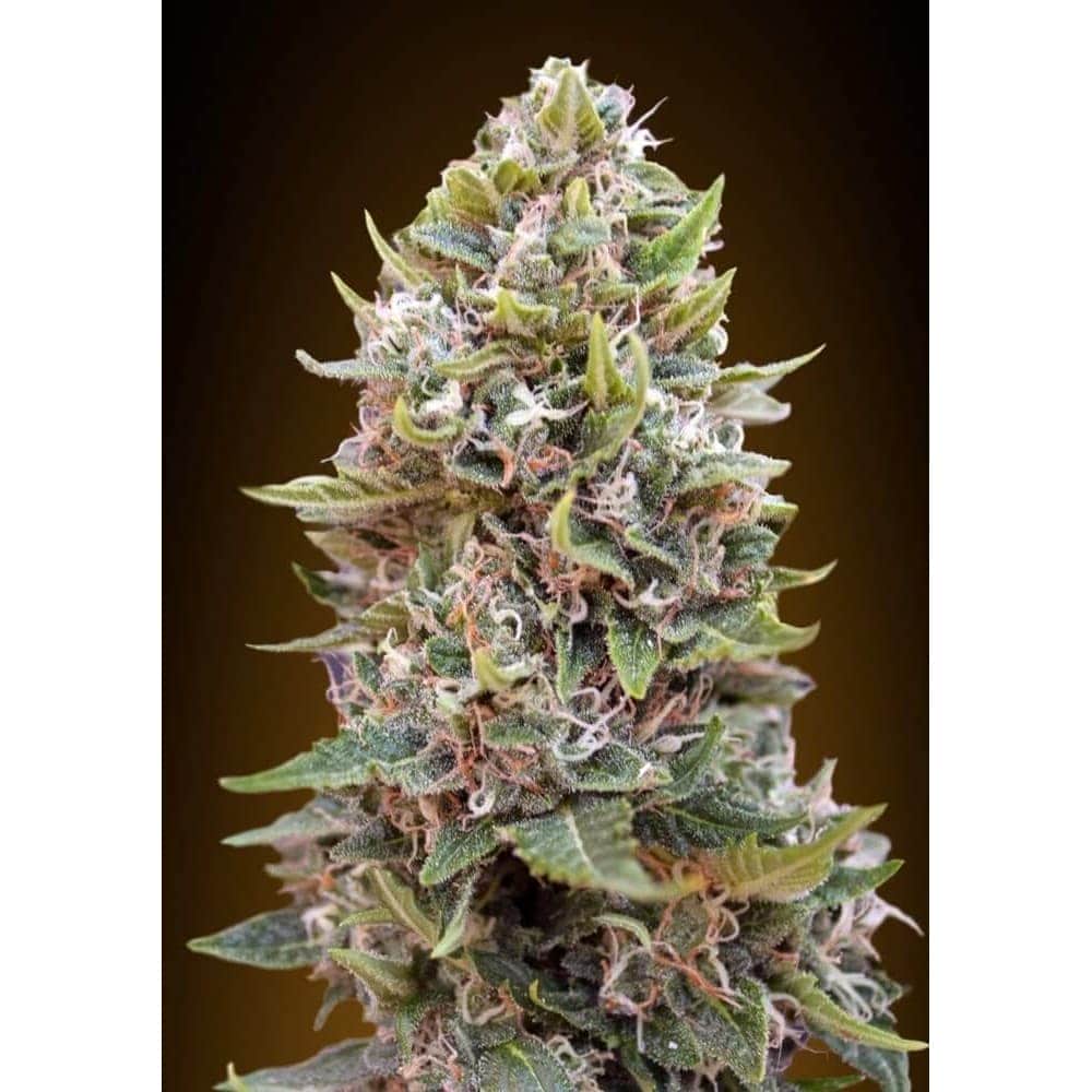 AUTO CHEESE BERRY (00 Seeds)