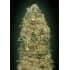WHITE WIDOW (00 Seeds)