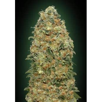 WHITE WIDOW (00 Seeds)