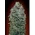 SWEET SOMA (00 Seeds)