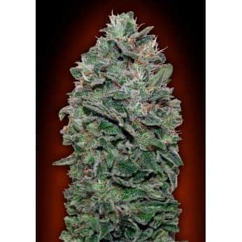 SWEET SOMA (00 Seeds)