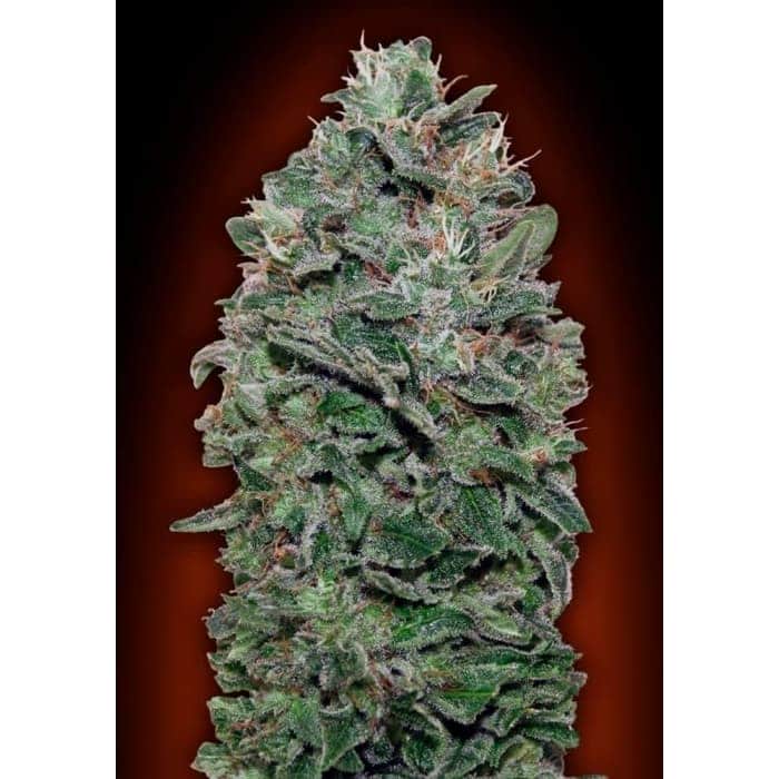 SWEET SOMA (00 Seeds)