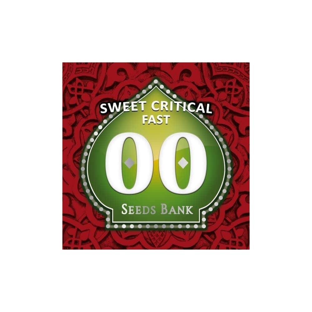 SWEET CRITICAL FAST (00 Seeds)