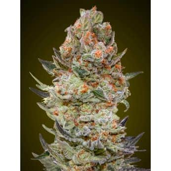 SWEET CRITICAL CBD (00 Seeds)