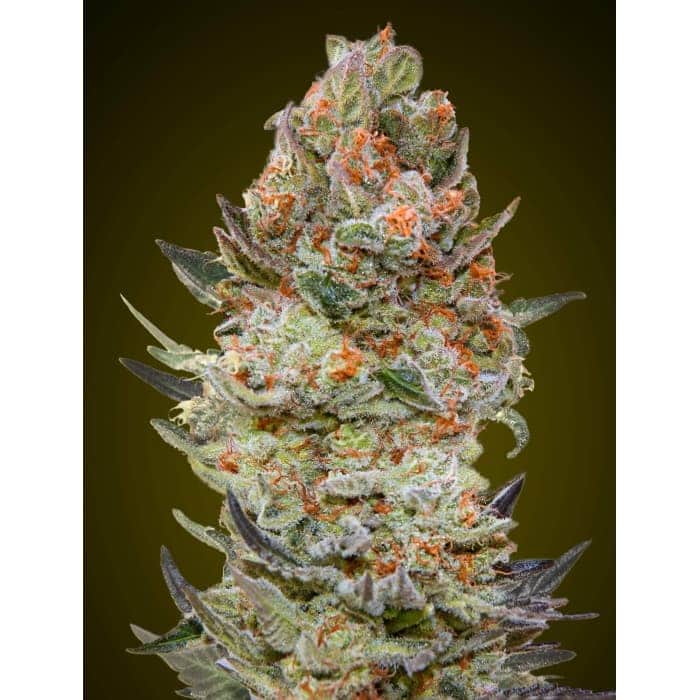 SWEET CRITICAL CBD (00 Seeds)