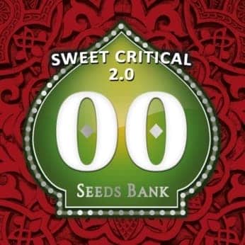 SWEET CRITICAL 2.0 (00 Seeds)