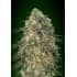 GORILLA (00 Seeds)
