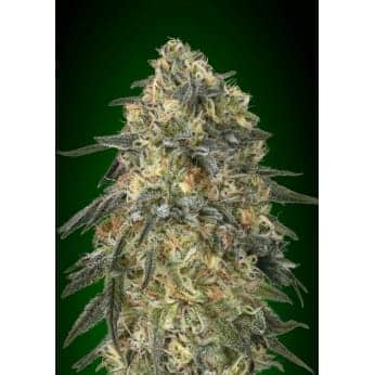 GORILLA (00 Seeds)