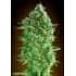 DO SI DOS COOKIES (00 Seeds)