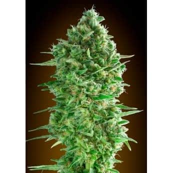 DO SI DOS COOKIES (00 Seeds)
