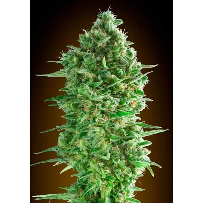 DO SI DOS COOKIES (00 Seeds)