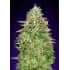 CRITICAL POISON FAST (00 Seeds)