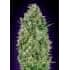 CRITICAL POISON (00 Seeds)