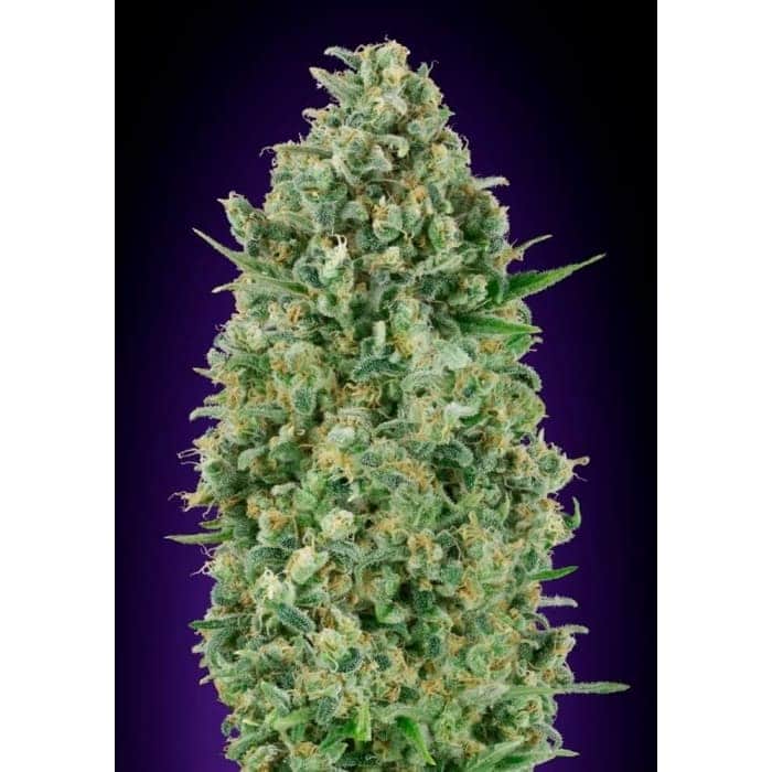 CRITICAL POISON (00 Seeds)