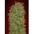 CHOCOLATE KUSH (00 Seeds)