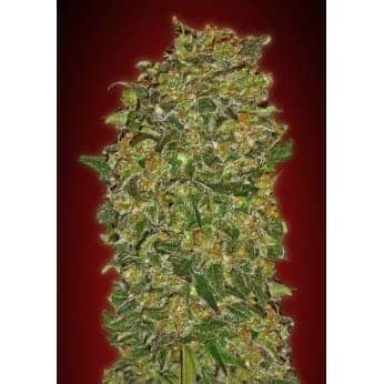 CHOCOLATE KUSH (00 Seeds)