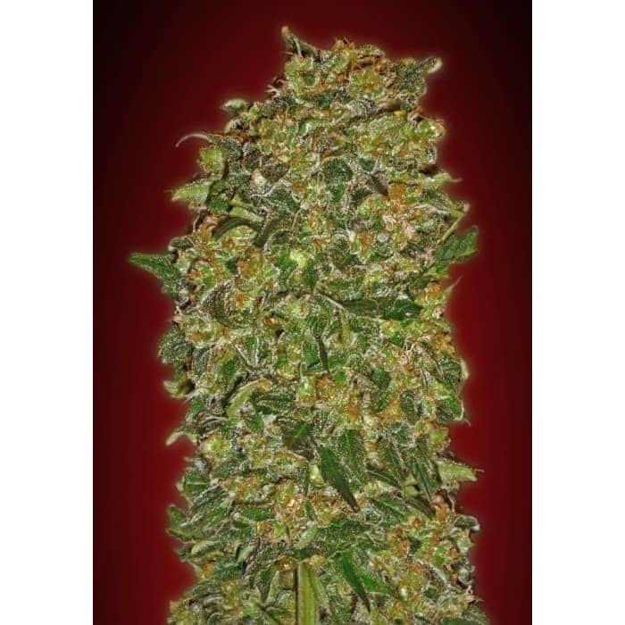 CHOCOLATE KUSH (00 Seeds)